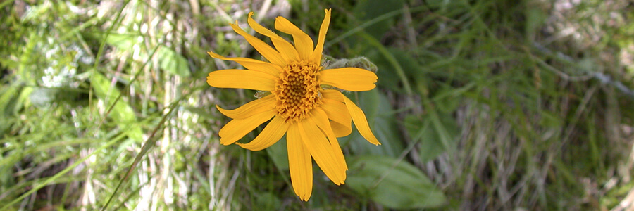 a Medicinal Plants in Alps